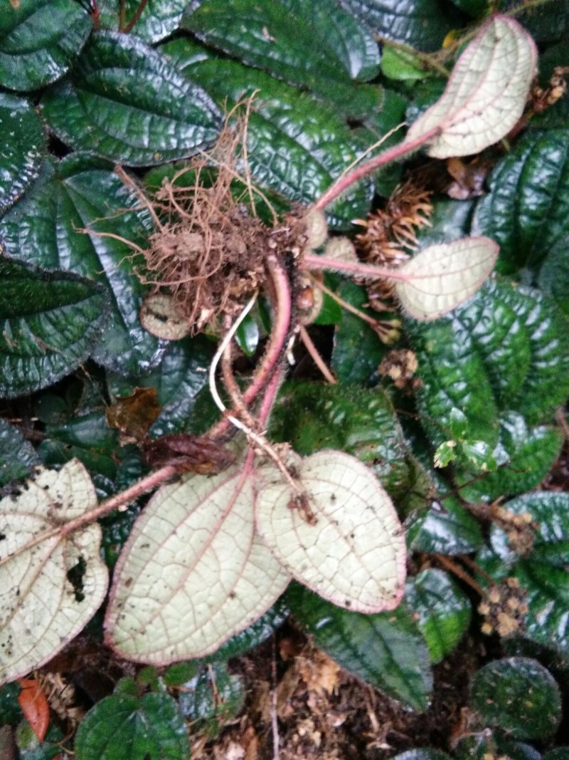 虎耳草