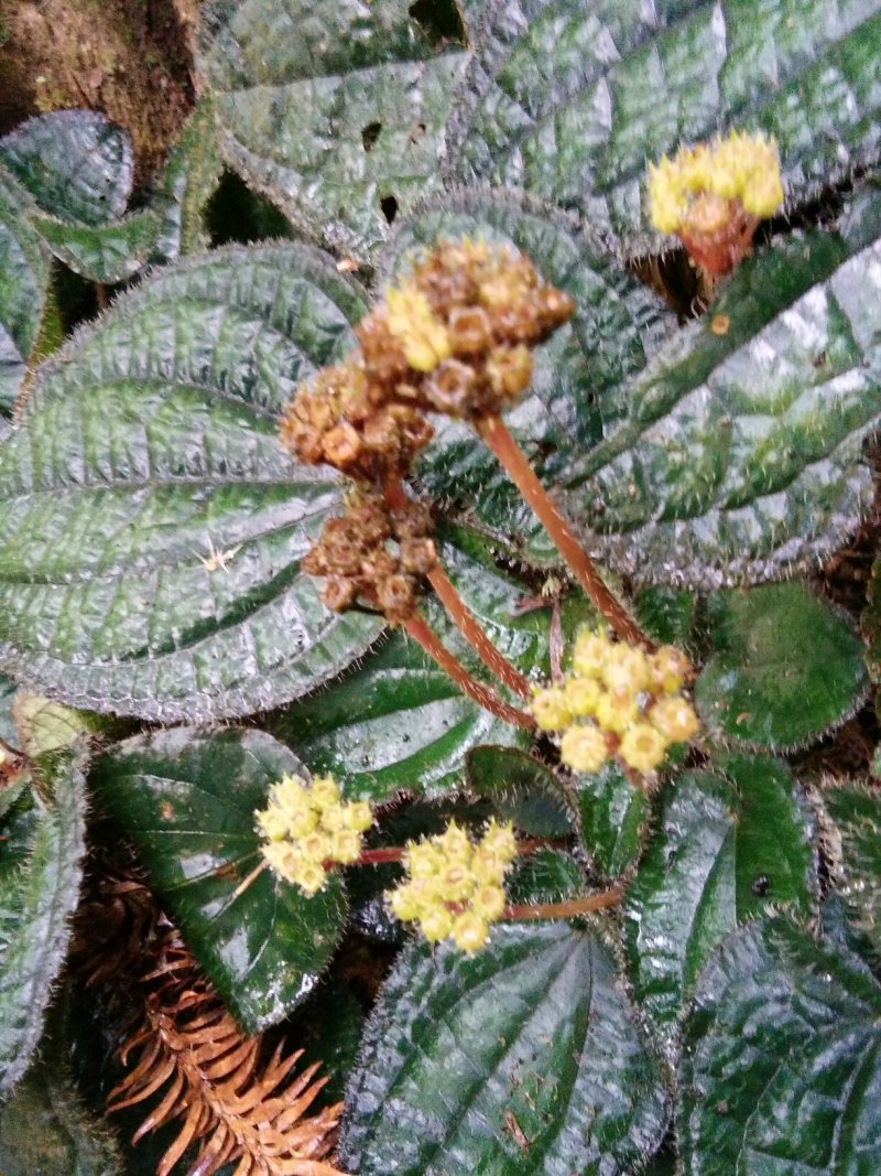 虎耳草