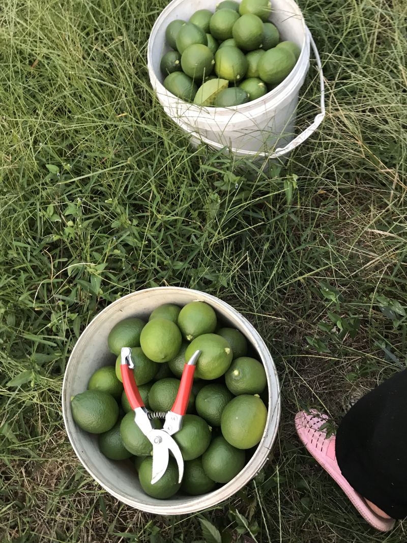 青柠檬