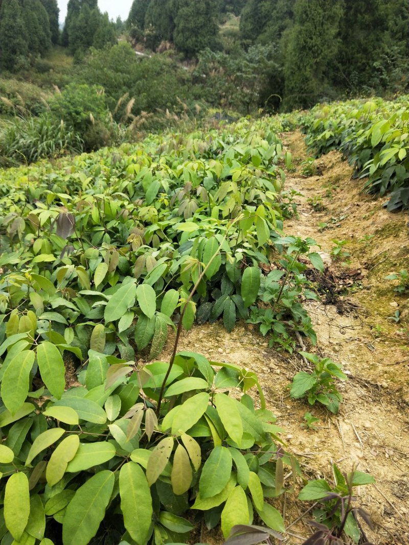 本地直销没有中间差价九月黄苗自产自销两年苗
