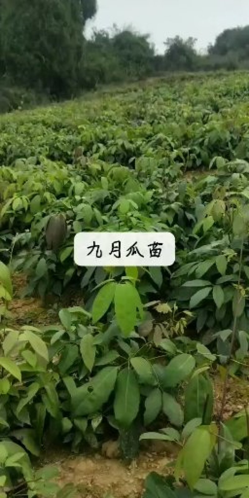本地直销没有中间差价九月黄苗自产自销两年苗