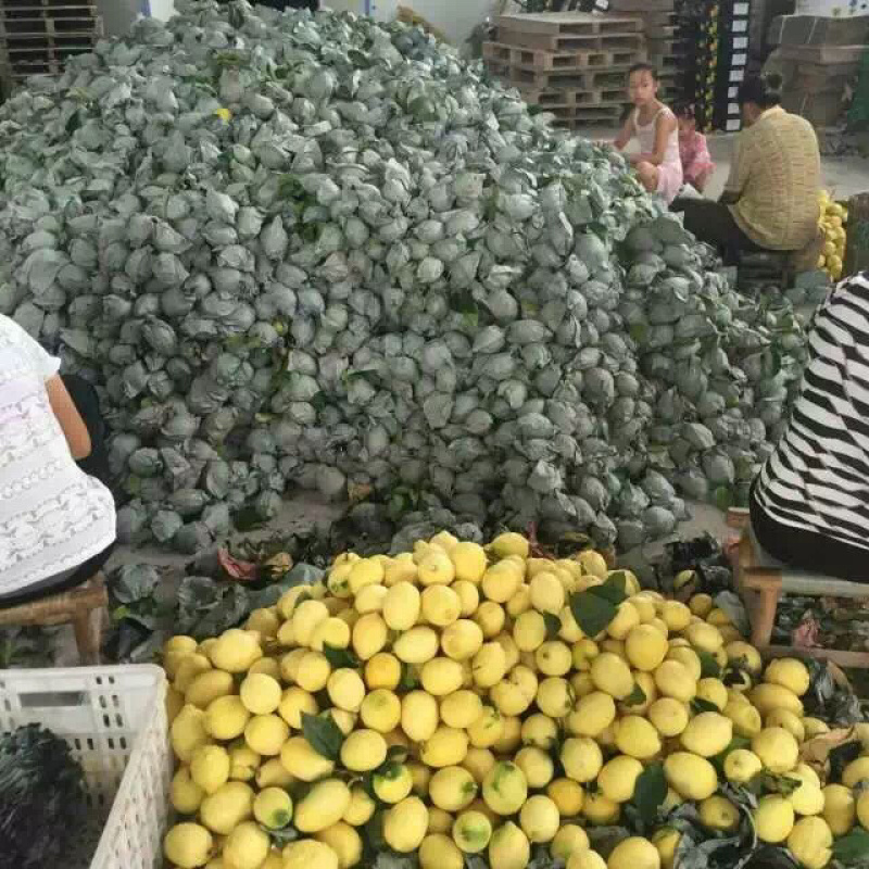 尤力克柠檬