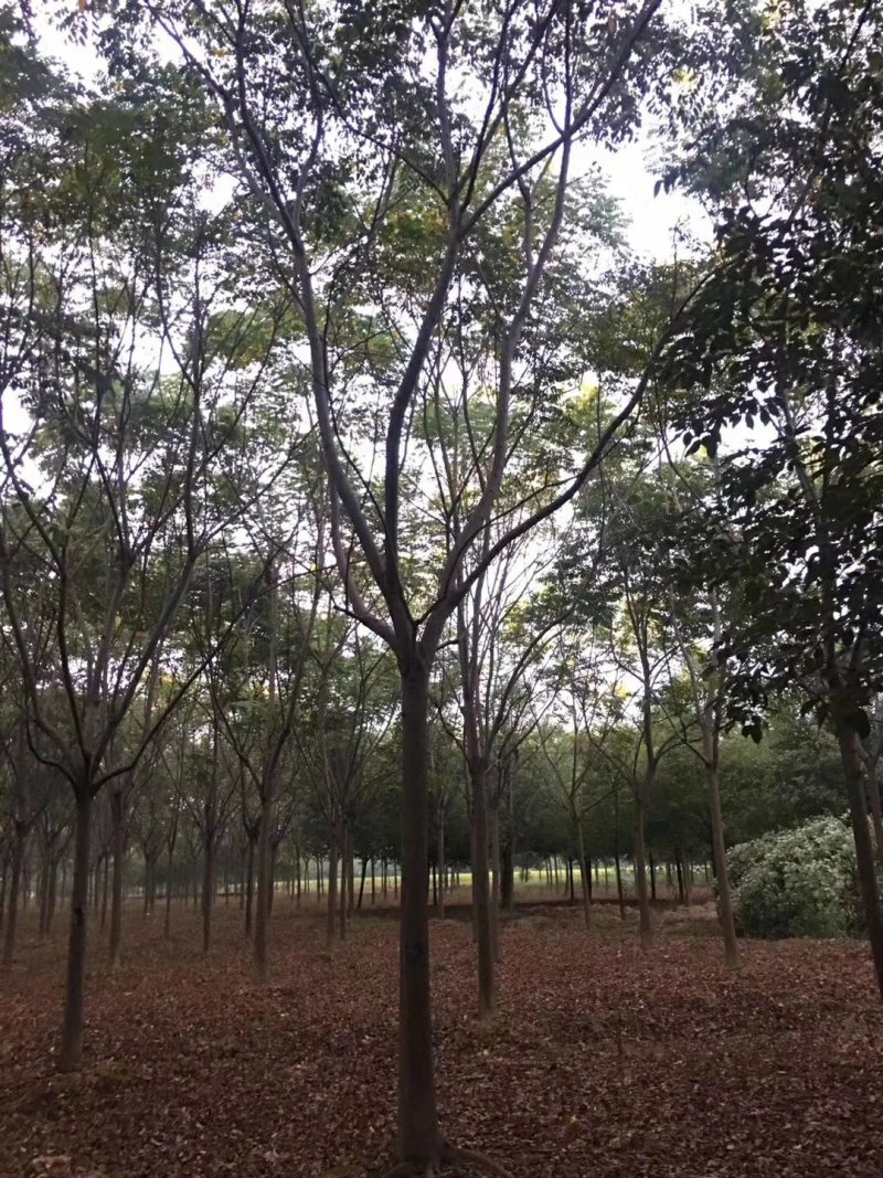 栾树，苗圃长期供应:14~16cm栾量大价格更优惠。