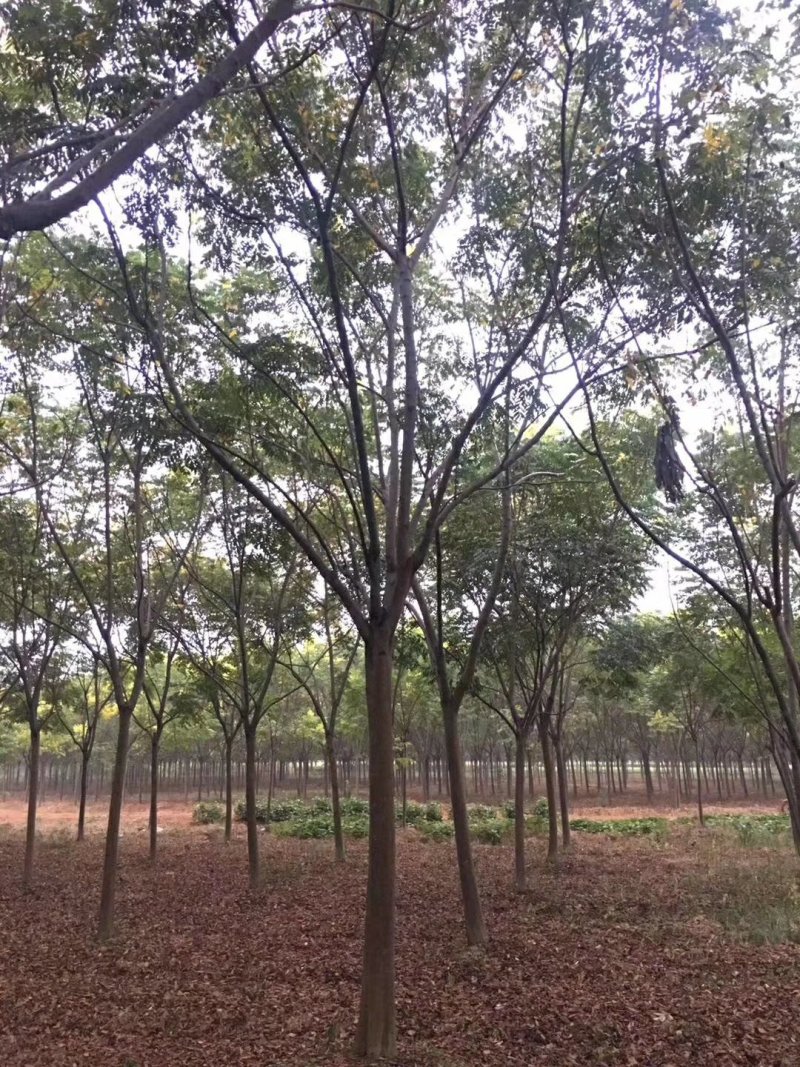 栾树，苗圃长期供应:14~16cm栾量大价格更优惠。