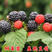 双季树莓苗红树莓黄树莓黑树莓盆栽地栽苗包成活