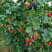 双季树莓苗红树莓黄树莓黑树莓盆栽地栽苗包成活