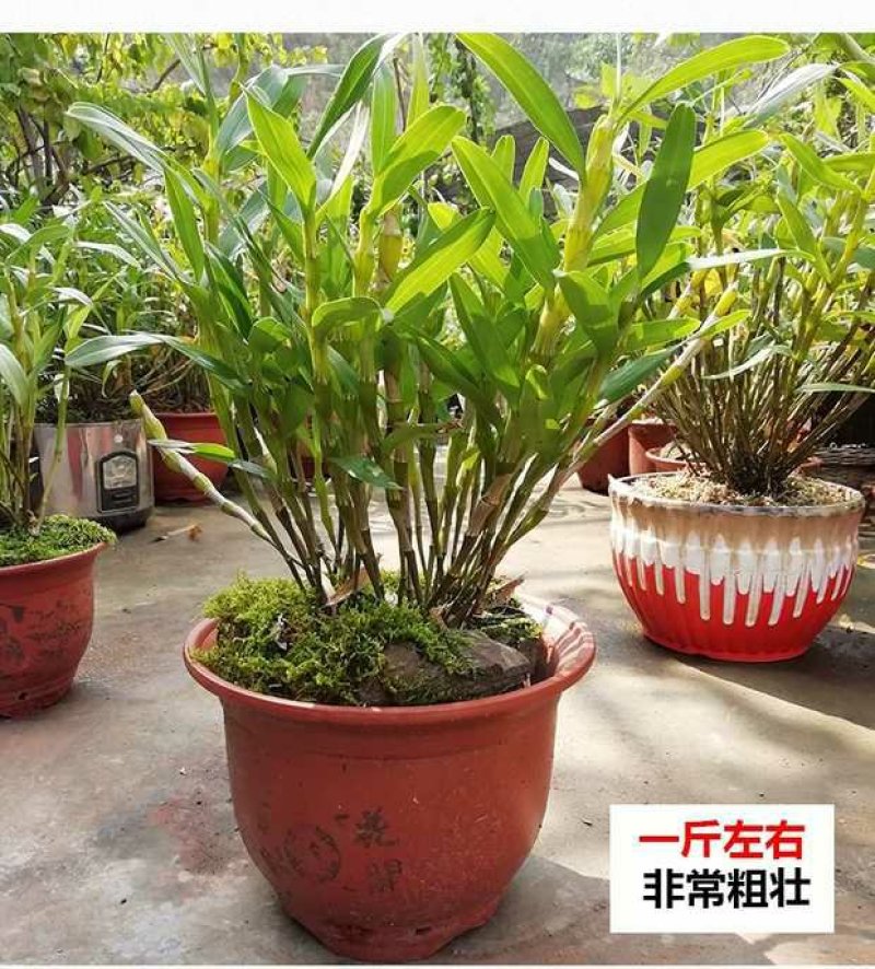 金钗石斛兰盆景苗石斛兰盆景苗金钗石斛盆景整株苗