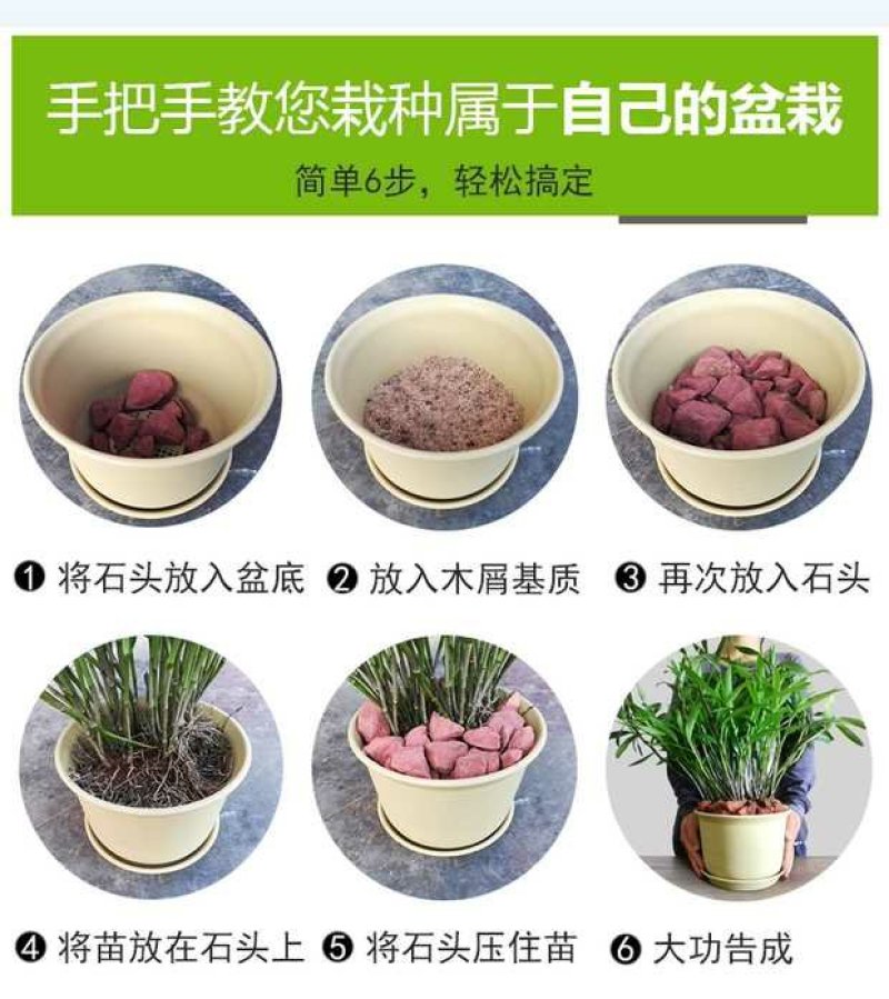 金钗石斛兰盆景苗石斛兰盆景苗金钗石斛盆景整株苗