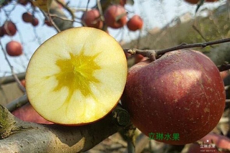 云南昭通冰糖心丑苹果欢迎朋友电话咨询我，口感很好