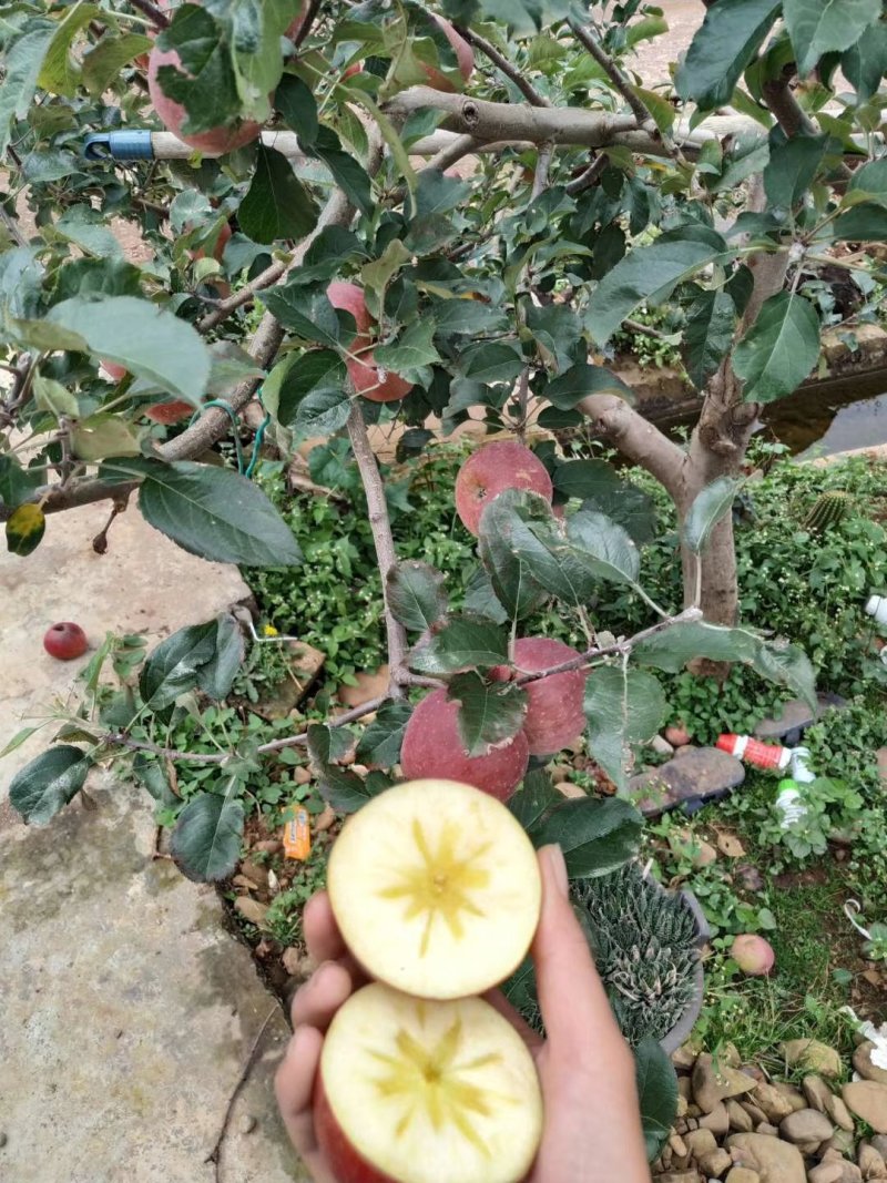 云南昭通冰糖心丑苹果欢迎朋友电话咨询我，口感很好