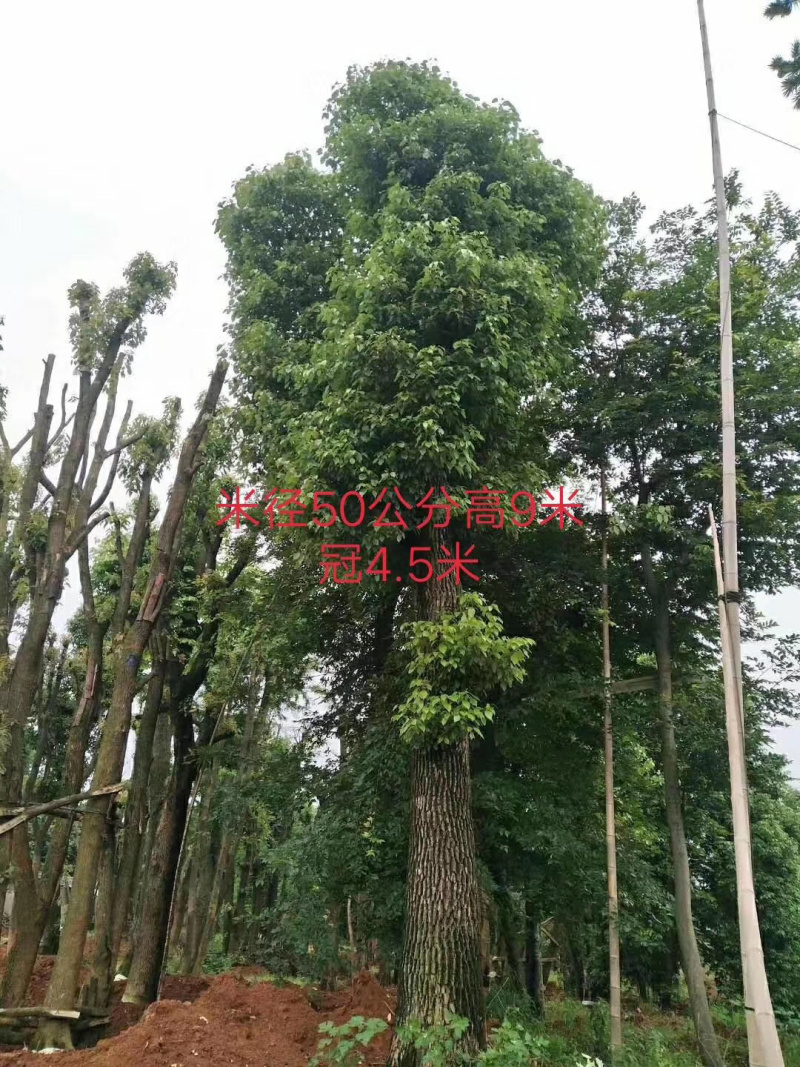 45-50-60公分骨架香樟基地直发