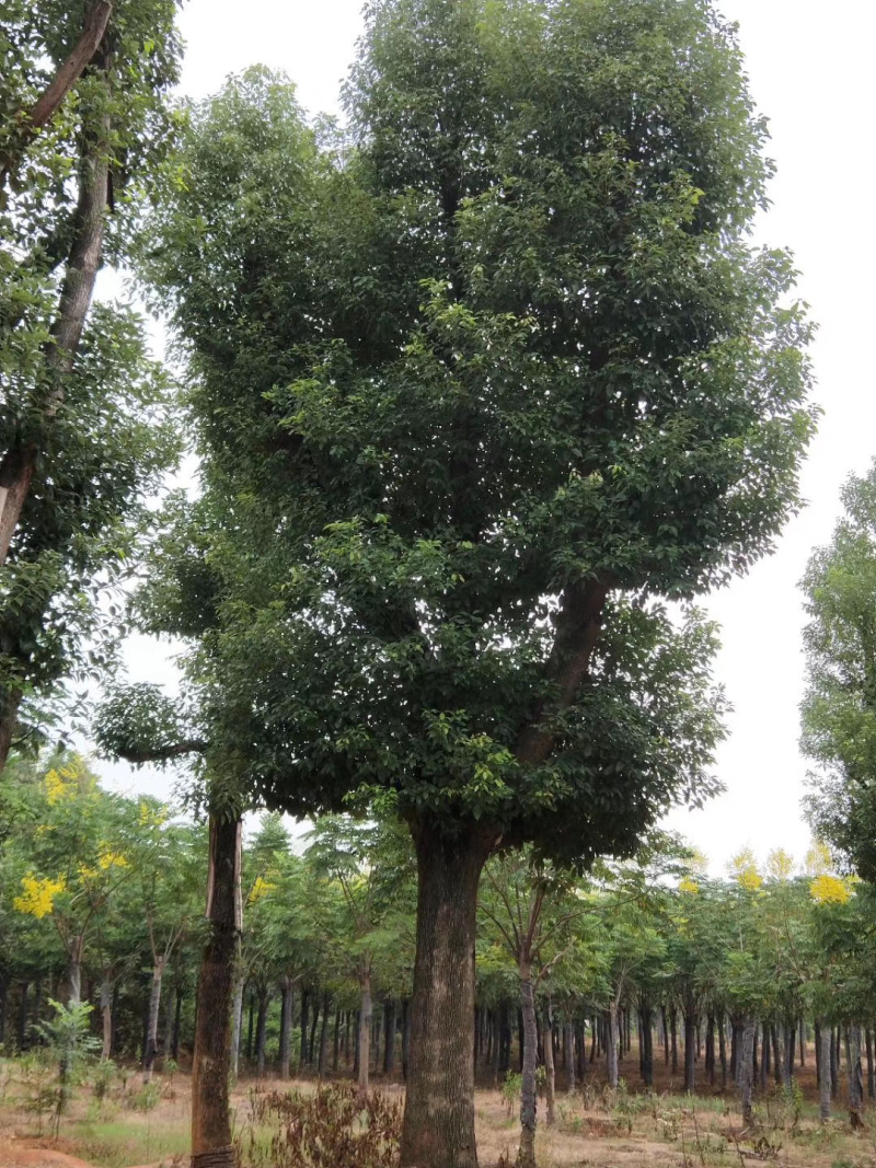 45-50-60公分骨架香樟基地直发