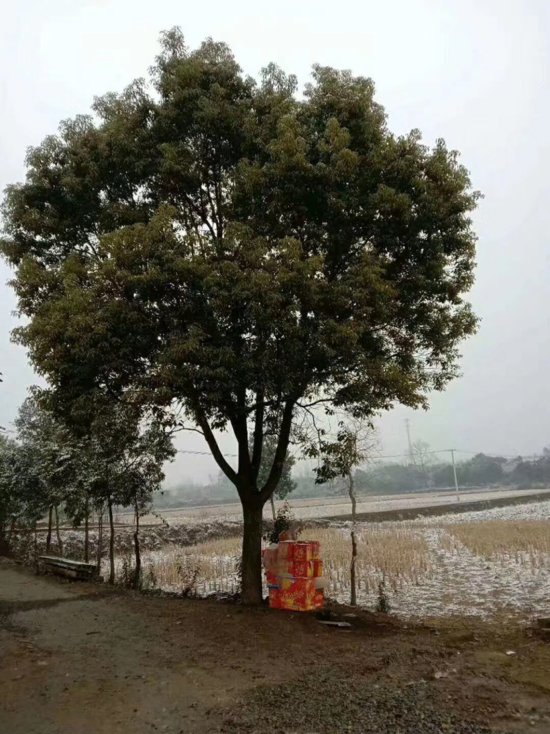 25-28-30公分全冠香樟