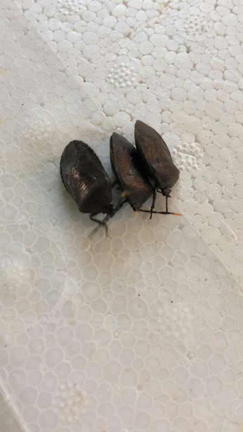 九香虫