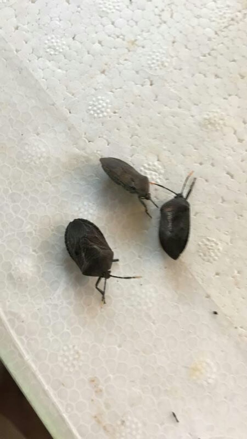 九香虫