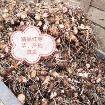 芋头，红芽芋，老母二母，芋仔，量大！！！！！