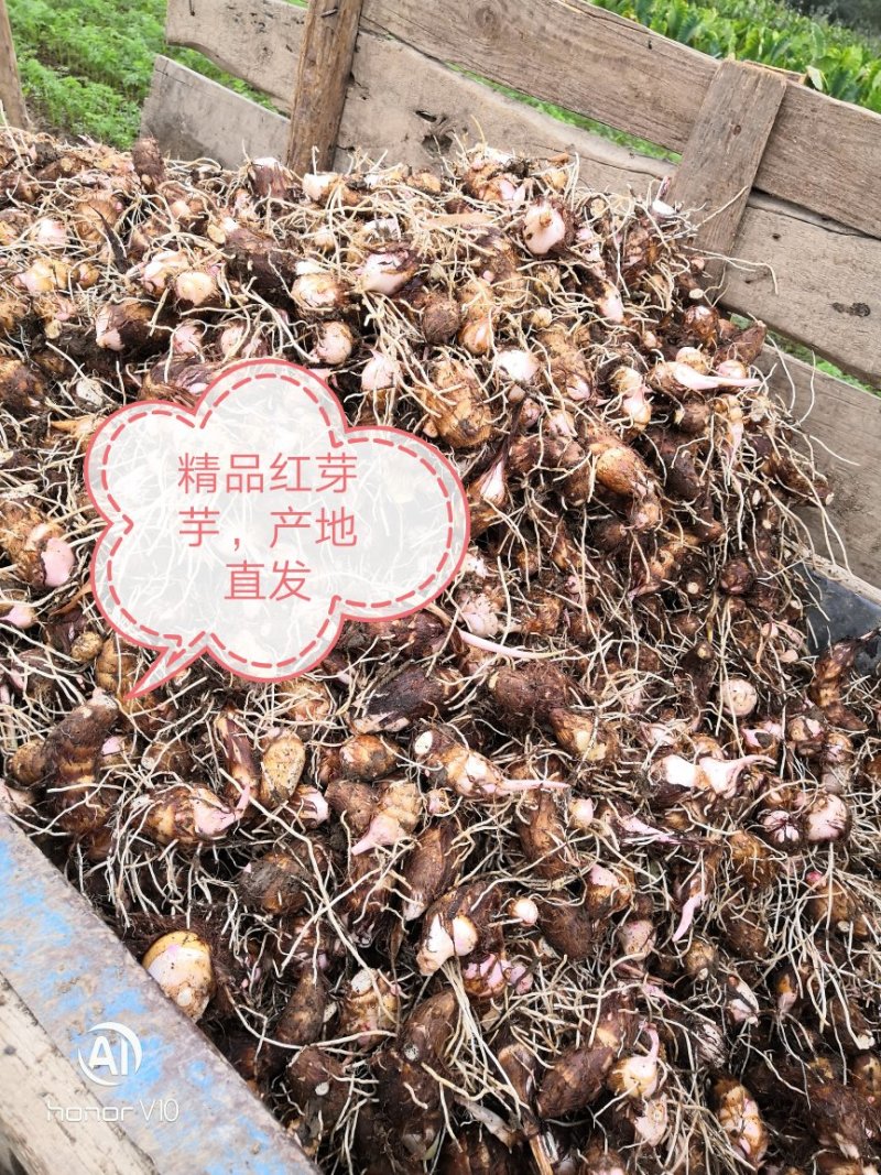 芋头，红芽芋，老母二母，芋仔，量大！！！！！