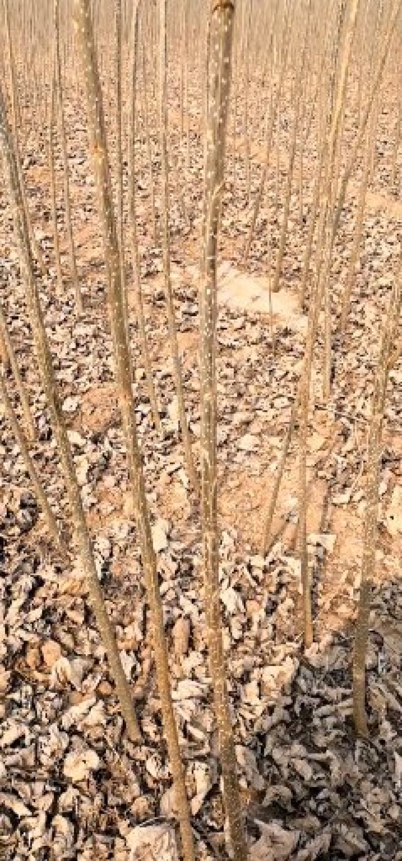 4公分107速生杨树苗，两年苗4-6-7-公分的，工程苗