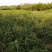 锦绣黄桃苗，8月成熟，苗木粗壮，易营理，早结果。