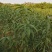 锦绣黄桃苗，8月成熟，苗木粗壮，易营理，早结果。