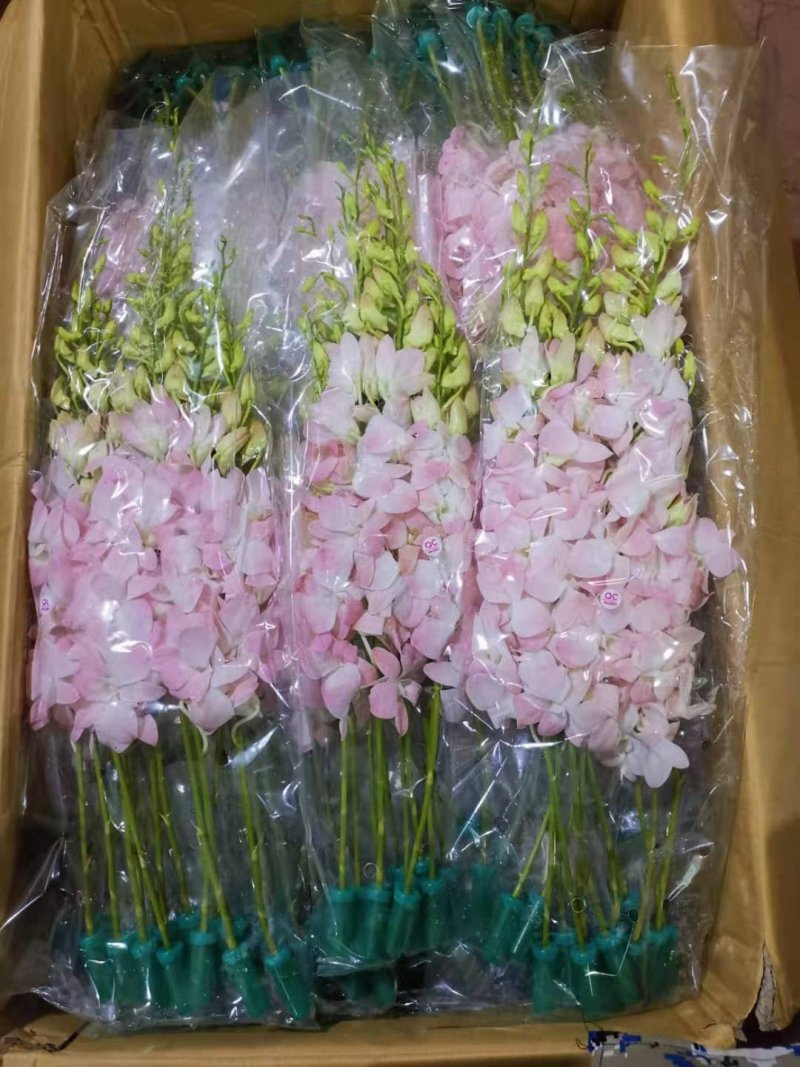 兰花