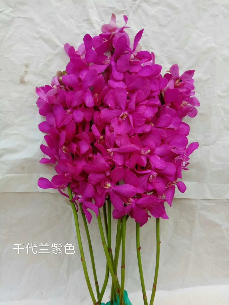 兰花