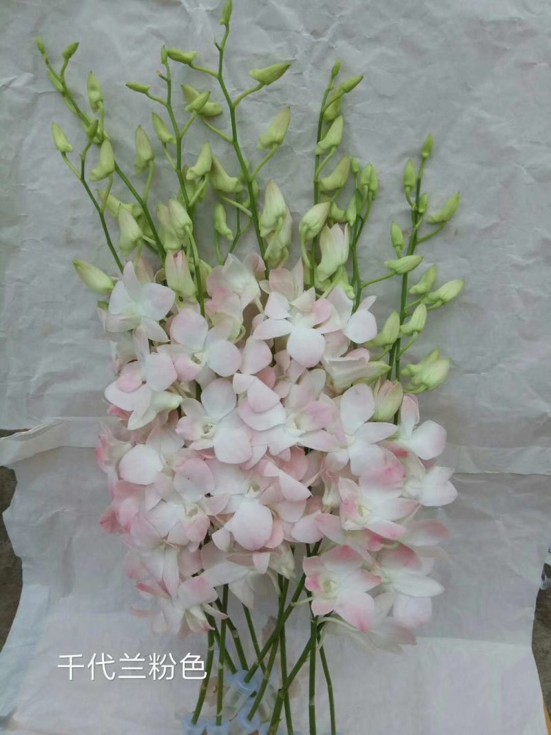 兰花