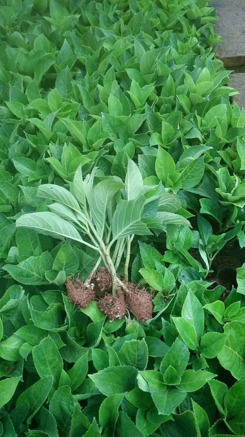 八仙花种苗无尽夏花海打造阳台种植，盆栽种植