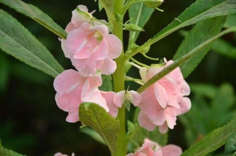 凤仙花种子四季易种易活花卉种子花海公园庭院观赏花籽