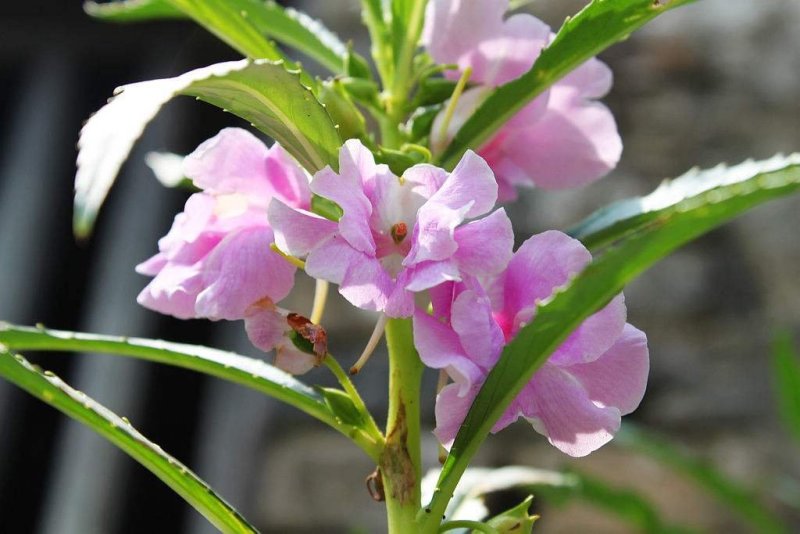 凤仙花种子四季易种易活花卉种子花海公园庭院观赏花籽