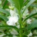 凤仙花种子四季易种易活花卉种子花海公园庭院观赏花籽