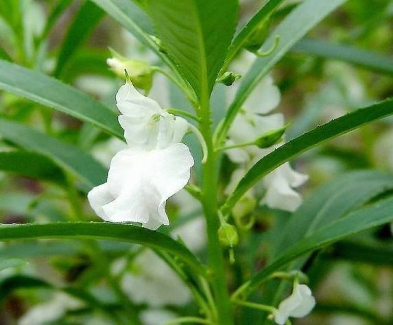 凤仙花种子四季易种易活花卉种子花海公园庭院观赏花籽
