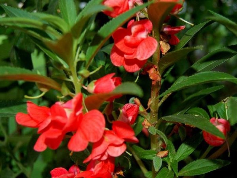 凤仙花种子四季易种易活花卉种子花海公园庭院观赏花籽