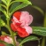 凤仙花种子四季易种易活花卉种子花海公园庭院观赏花籽