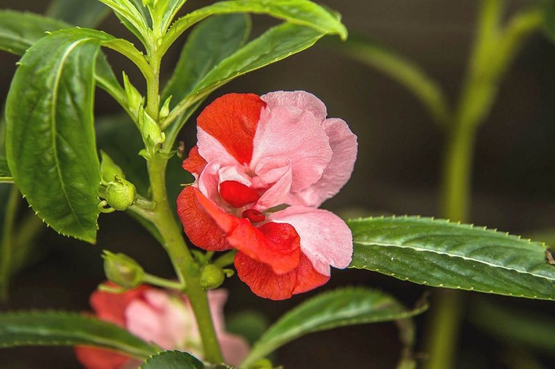 凤仙花种子四季易种易活花卉种子花海公园庭院观赏花籽