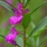 凤仙花种子四季易种易活花卉种子花海公园庭院观赏花籽