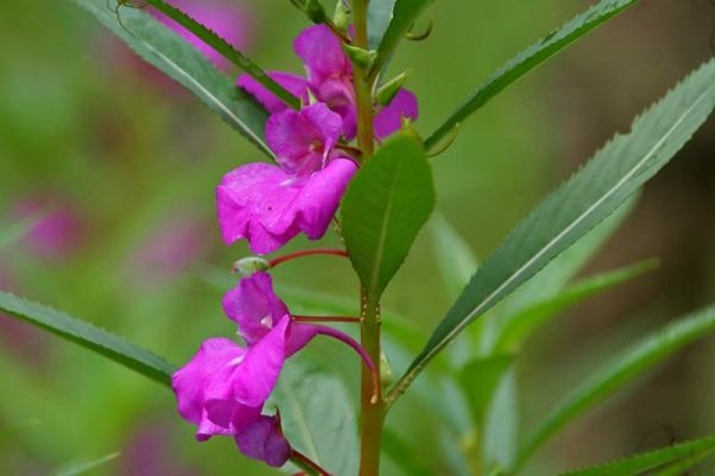 凤仙花种子四季易种易活花卉种子花海公园庭院观赏花籽