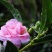 凤仙花种子四季易种易活花卉种子花海公园庭院观赏花籽