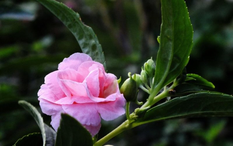 凤仙花种子四季易种易活花卉种子花海公园庭院观赏花籽