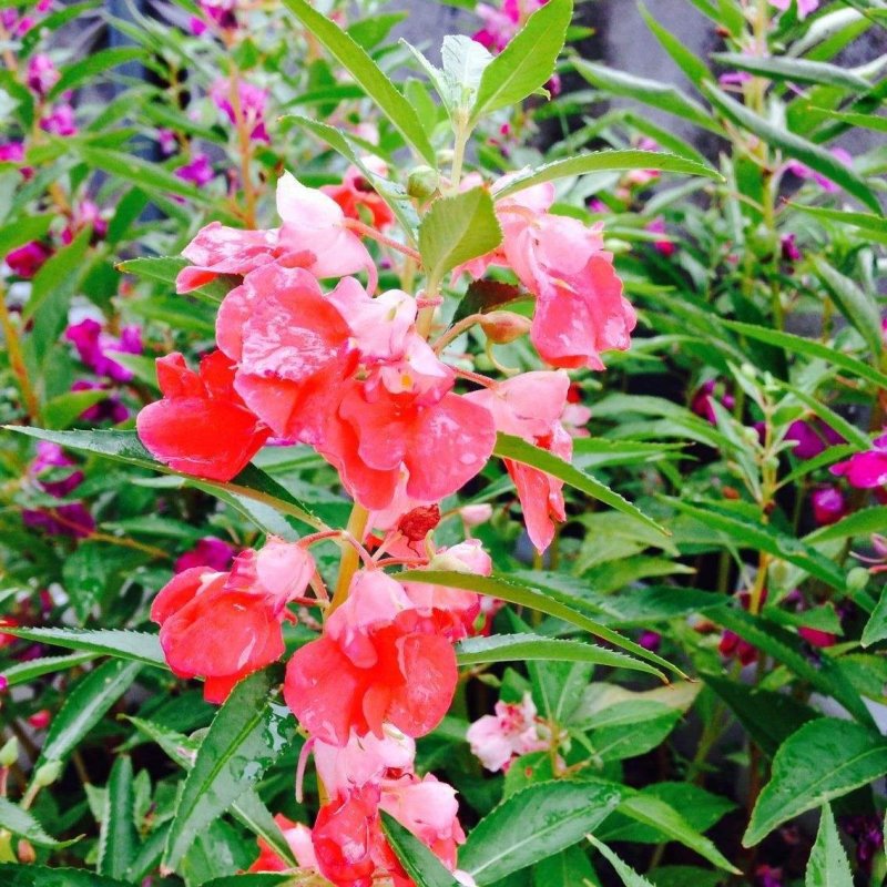 凤仙花种子四季易种易活花卉种子花海公园庭院观赏花籽