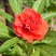 凤仙花种子四季易种易活花卉种子花海公园庭院观赏花籽