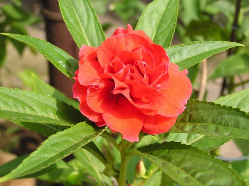 凤仙花种子四季易种易活花卉种子花海公园庭院观赏花籽