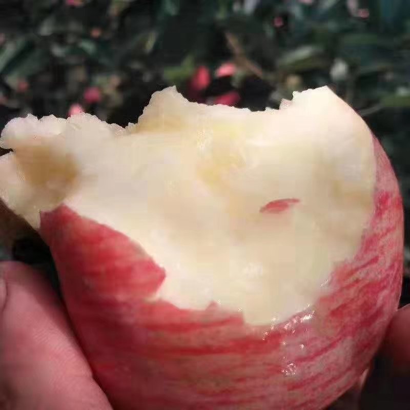 【纸+膜】膜袋山西运城红富士苹果产地直销