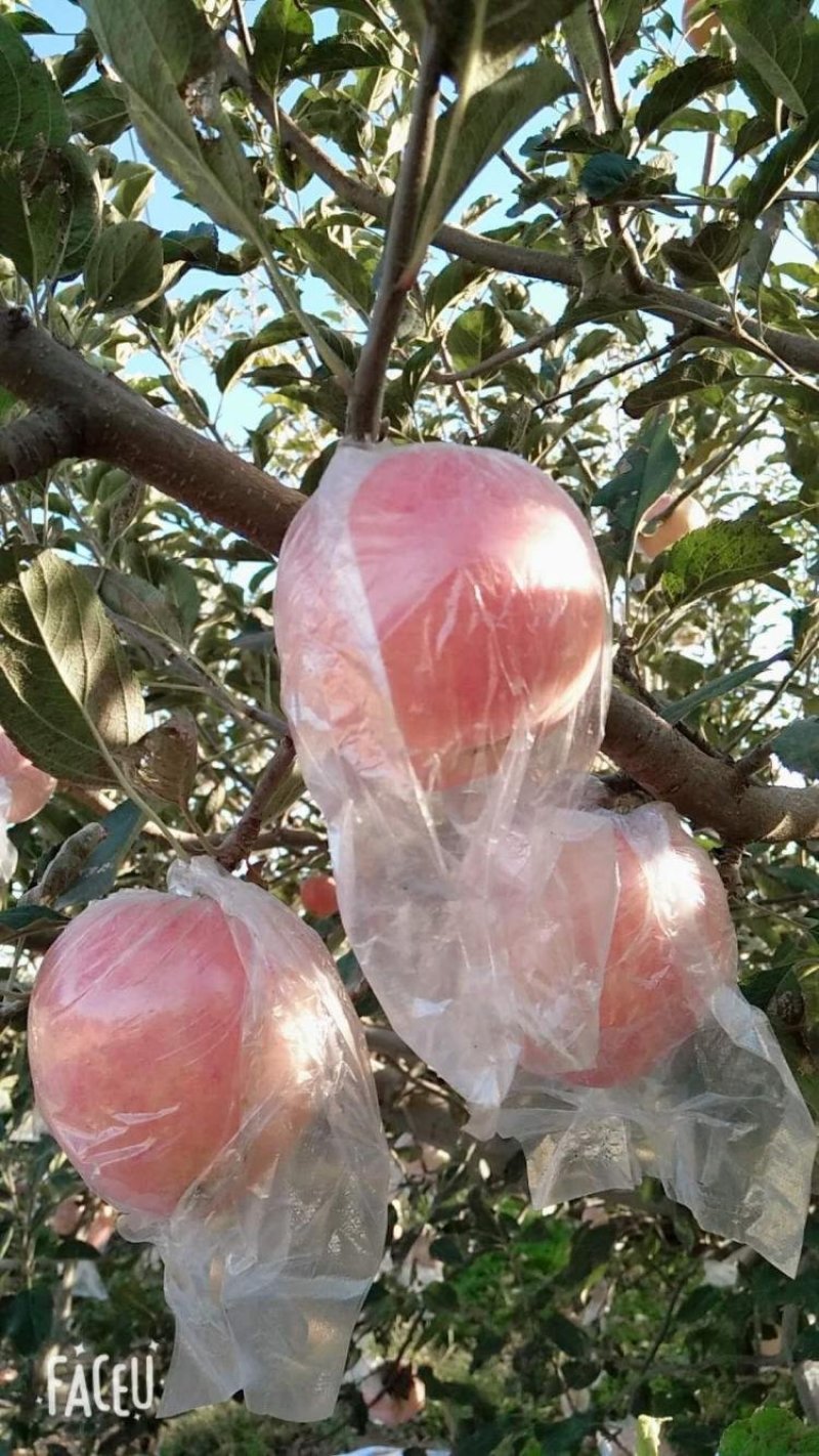 【纸+膜】膜袋山西运城红富士苹果产地直销