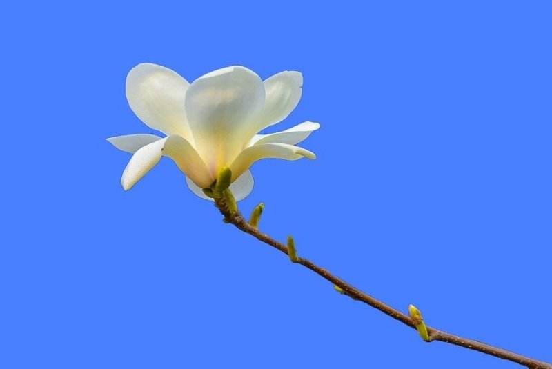玉兰花籽种红玉兰白玉兰种子广玉兰黄玉兰紫玉兰花