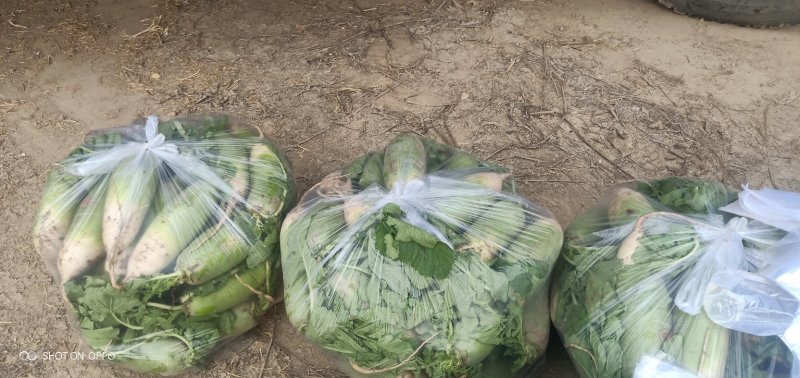 开封青萝卜正在大量供应产地直发可以冷藏对接市场