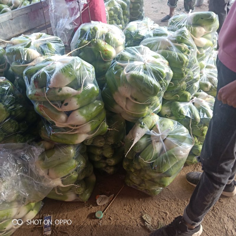 开封青萝卜正在大量供应产地直发可以冷藏对接市场