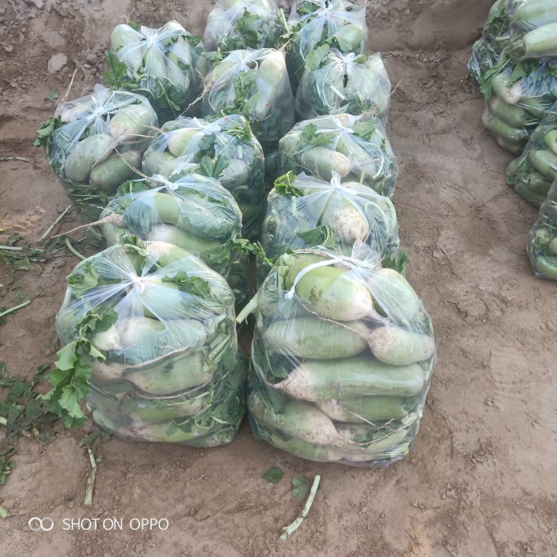 开封青萝卜正在大量供应产地直发可以冷藏对接市场