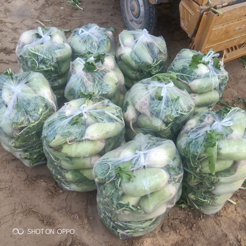 开封青萝卜正在大量供应产地直发可以冷藏对接市场