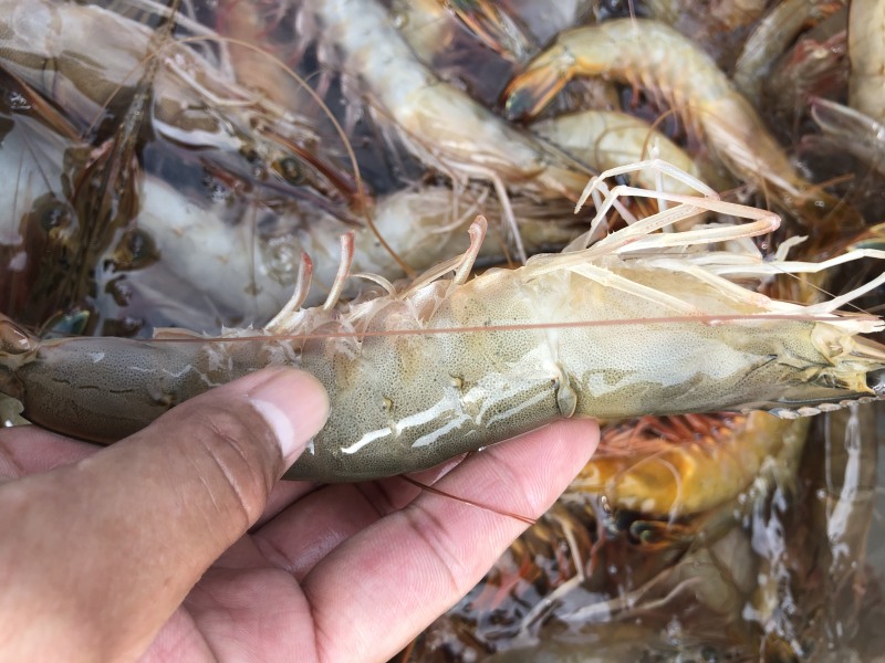 烟台渤海湾大对虾大小都有原浆不泡水